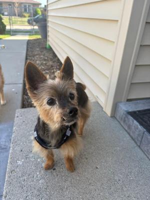 Probee 275, Yorkshire Terrier, senior, available for adoption