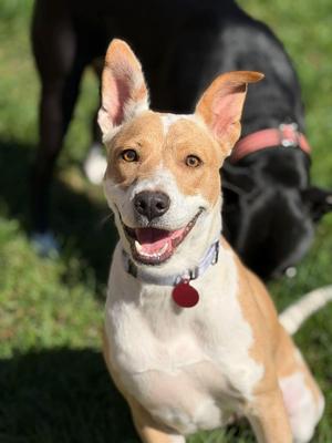 BUTTERCUP 425, Australian Cattle Dog / Blue Heeler, young, available for adoption