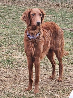 A brown dog with long fur standing on grass