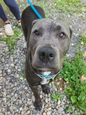 Nala, Pit Bull Terrier Mix, adult, available for adoption