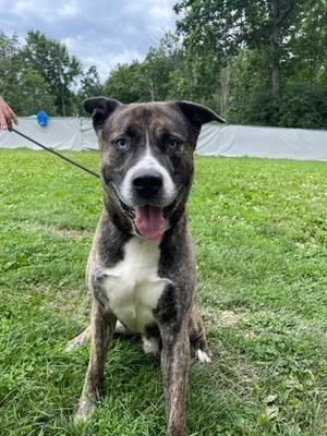 Monty, Siberian Husky Mix, adult, available for adoption