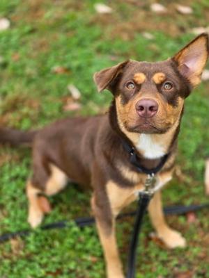 A brown and tan dog with a black collar standing on a grassy field, looking up at the camera.