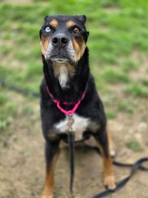 Willow, Siberian Husky and Labrador Retriever, senior, available for adoption
