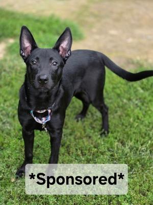 Mallomar, Labrador Retriever Mix, young, available for adoption