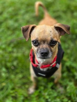 Loki, Chihuahua - Smooth Coated Mix, adult, available for adoption