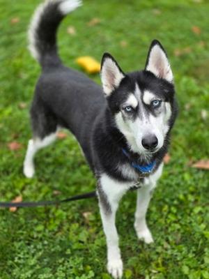 Juneau, Siberian Husky Mix, senior, available for adoption