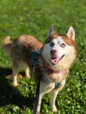 Lolly, Siberian Husky Mix, available for adoption