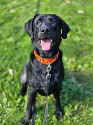 Bailey, Labrador Retriever Mix, adult, available for adoption
