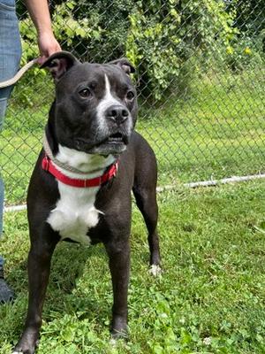 Thor, Pit Bull Terrier Mix, adult, available for adoption