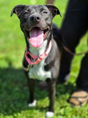 Tippie, Pit Bull Terrier Mix, young, available for adoption