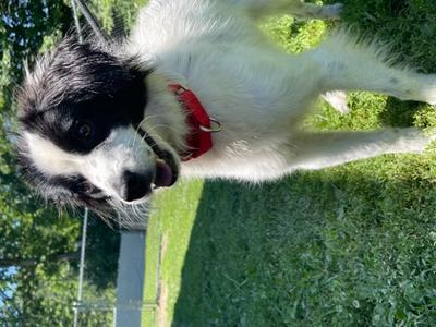 Sprout, Border Collie Mix, young, available for adoption