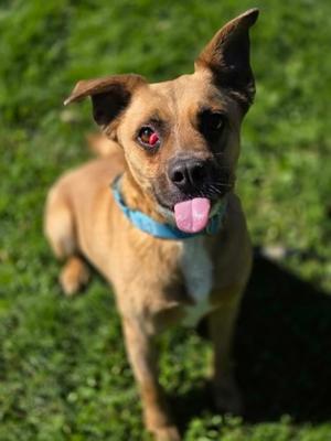 Stella, German Shepherd Dog Mix, adult, available for adoption