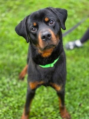 Creed, Rottweiler Mix, young, available for adoption