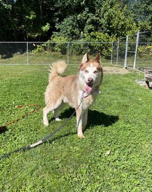 Echo, Siberian Husky Mix, available for adoption