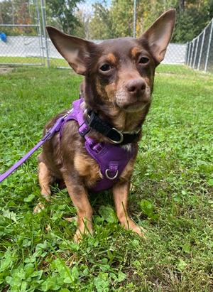 Honey, Chihuahua - Smooth Coated Mix, available for adoption