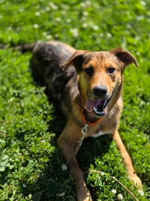 Chucker, Hound and Labrador Retriever, young, available for adoption