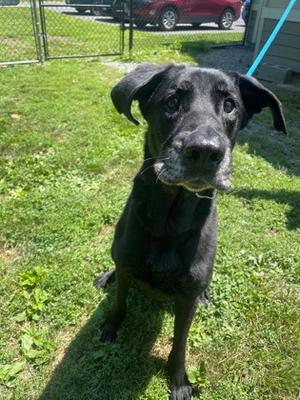 Gus, Labrador Retriever Mix, senior, available for adoption