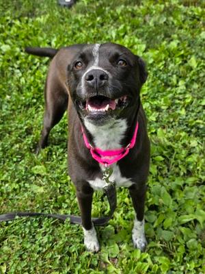 Tunie, Pit Bull Terrier Mix, adult, available for adoption