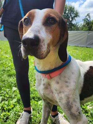 Rosie, Treeing Walker Coonhound Mix, senior, available for adoption