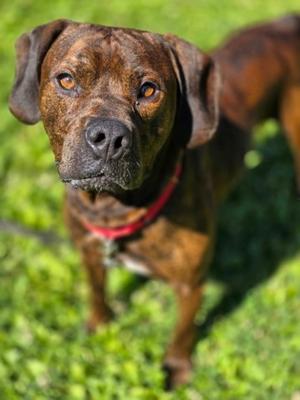 Cooper, Hound and Pit Bull Terrier, adult, available for adoption