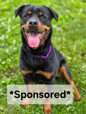 Nova, Rottweiler, adult, available for adoption