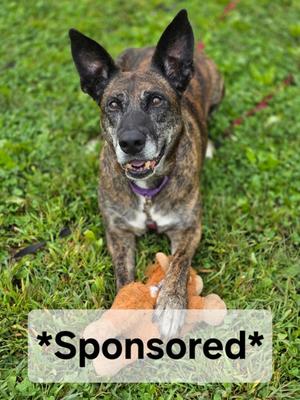 Panukala, Belgian Malinois Mix, senior, available for adoption