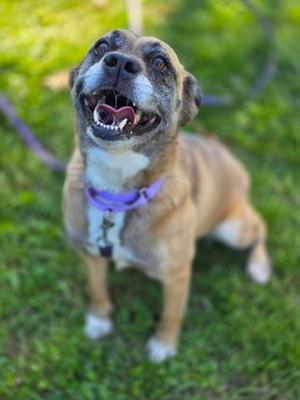 Dakota, German Shepherd Dog Mix, adult, available for adoption
