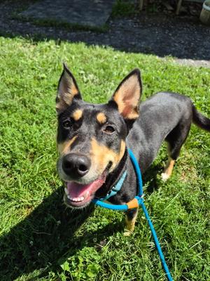 Lilly, German Shepherd Dog Mix, young, available for adoption