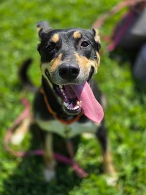 Lilly, German Shepherd Dog Mix, young, available for adoption