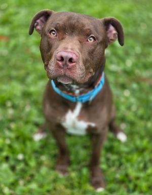 Rocky, Pit Bull Terrier Mix, young, available for adoption
