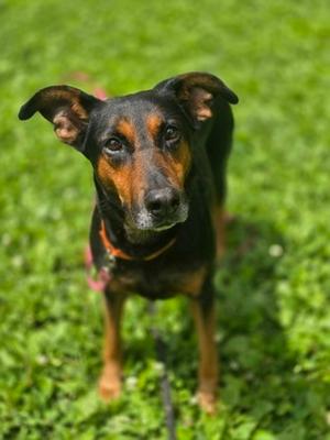 Chicken, Hound and Labrador Retriever, senior, available for adoption