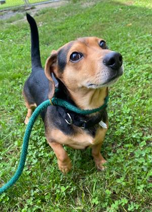 Rubble, Dachshund and Chihuahua - Smooth Coated, adult, available for adoption