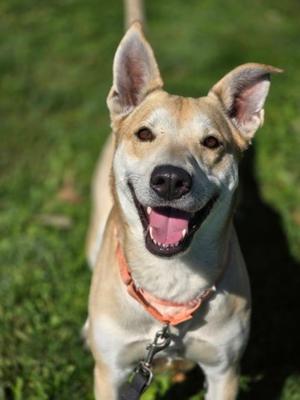 Maya, Siberian Husky Mix, adult, available for adoption