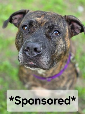 Brayli, Pit Bull Terrier Mix, adult, available for adoption