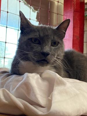 Kaiju, available for adoption