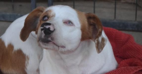 A brown and white dog with a missing eye, lying on a red blanket.