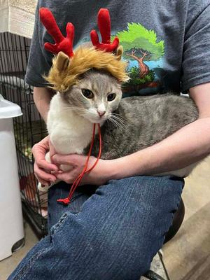 Missy, adult, available for adoption