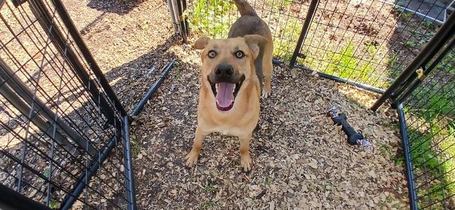 A happy dog standing in a fenced area with wood chips on the ground.