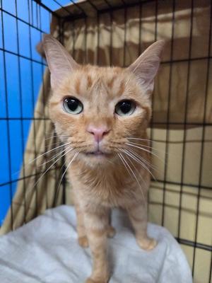 Butterscotch, adult, available for adoption