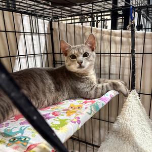 Ben II, kitten, available for adoption