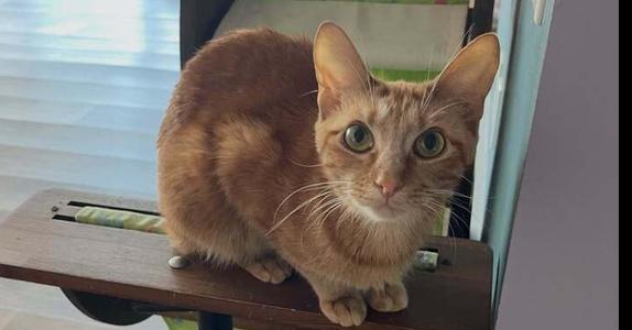 An orange tabby cat with green eyes sitting on a wooden surface, looking directly at the camera.