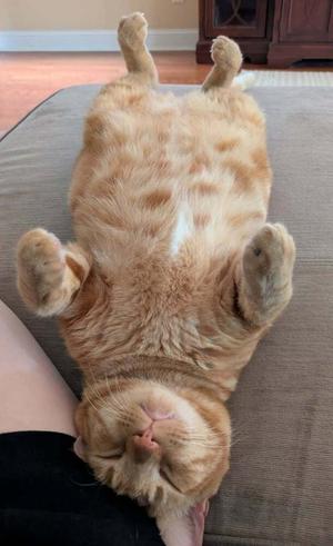 A ginger cat lying on its back on a couch, with its paws in the air and eyes closed.