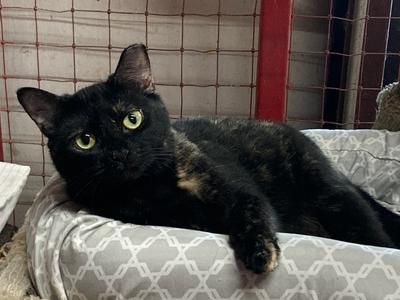 Jasmine, adult, available for adoption