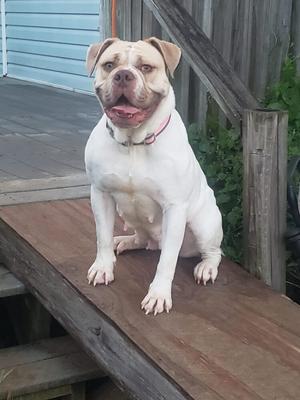 A white dog with a pink collar sitting on a wooden deck.