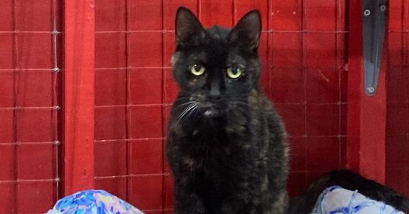 Samantha, available for adoption