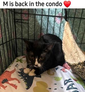 Lady M, young, available for adoption