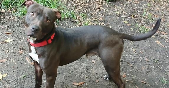 A black dog with a red collar standing on a dirt path.