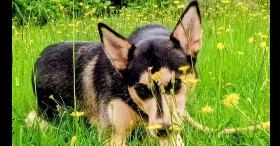 Daisy, Husky / Labrador Retriever, young, available for adoption