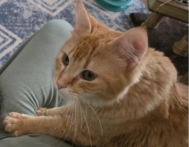 A ginger cat with green eyes is lying on a person's lap, looking to the side.