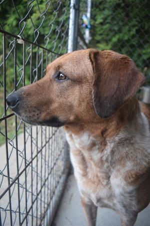 A brown dog with a white chest standing behind a chain-link fence.